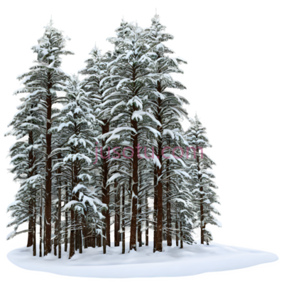 雪松,插画,白色,棕色, PNG