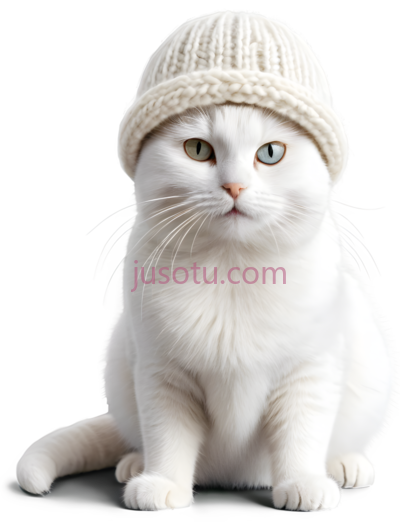 猫,戴着一顶米白色的针织帽,白色, PNG