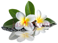 柚子花PNG