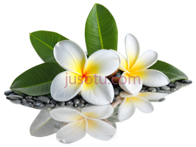 柚子花, PNG