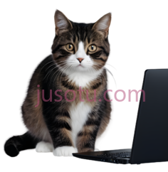 猫,自然,黑色, 白色, 灰色PNG