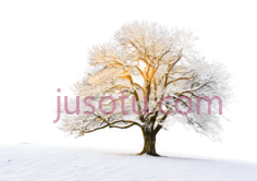 树,冬季雪景,白色PNG