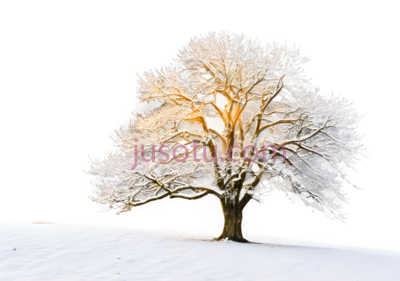 树,冬季雪景,白色, PNG