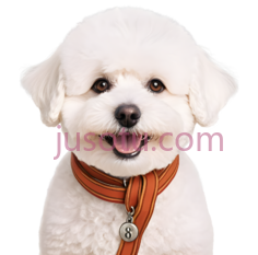 狗,白色卷毛,白色PNG
