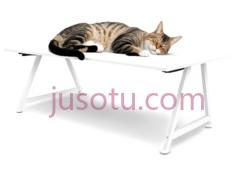 猫,趴着,棕色,黑色,白色PNG