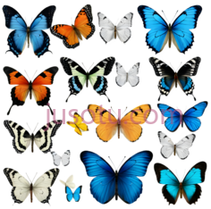 蝴蝶,自然,黑色PNG