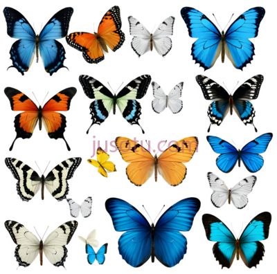 蝴蝶,自然,黑色, PNG