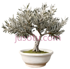 盆景,中式,绿色,白色PNG