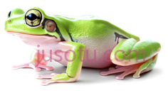 树蛙,卡通,绿色PNG