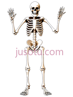 骨骼,卡通,白色PNG