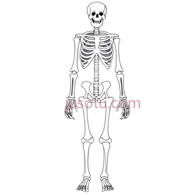 骨骼,人物, PNG