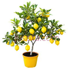 小柠檬树,彩色PNG