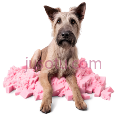 狗,坐姿,棕色PNG