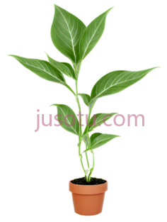 植物,插画,绿色, PNG