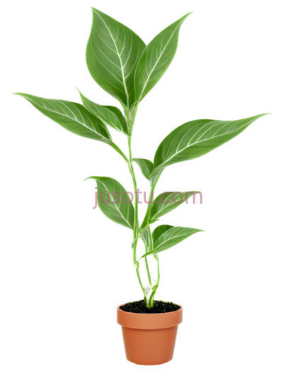 植物,插画,绿色, PNG