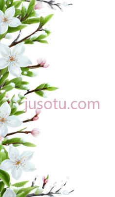 樱花,插画,白色,粉色, PNG