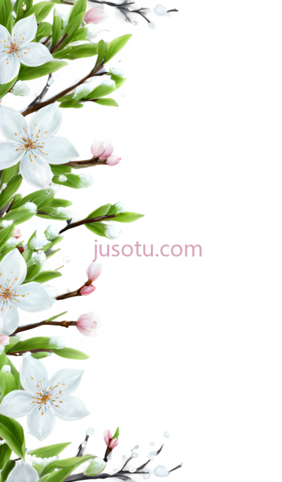 樱花,插画,白色,粉色, PNG