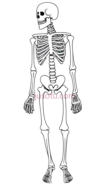 骨骼, PNG