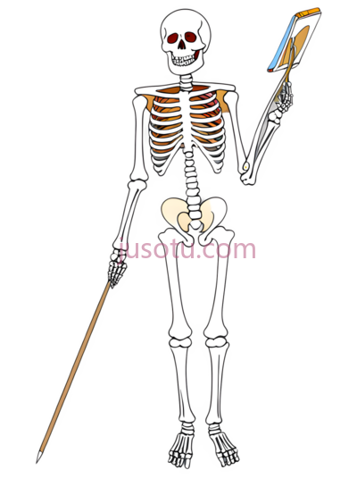 骨骼, PNG