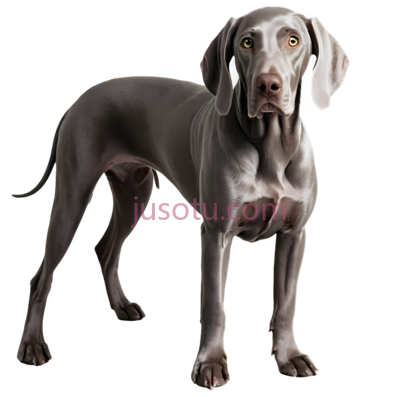 威玛猎犬, PNG