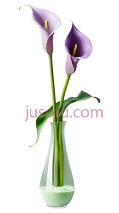 百合花,紫色PNG