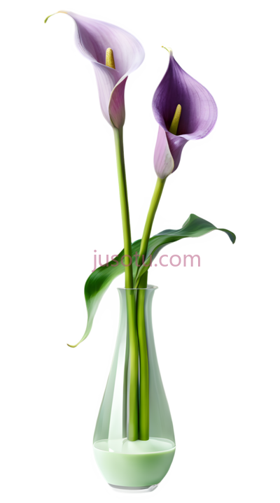 百合花,紫色, PNG