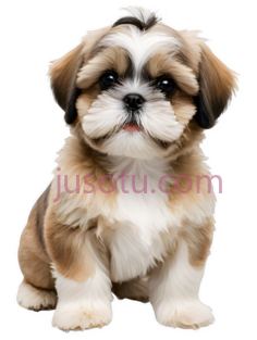 小狗,可爱,棕色,白色PNG