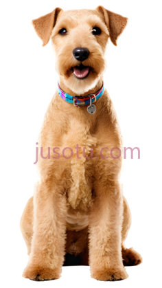 狗,卡通,浅棕色PNG