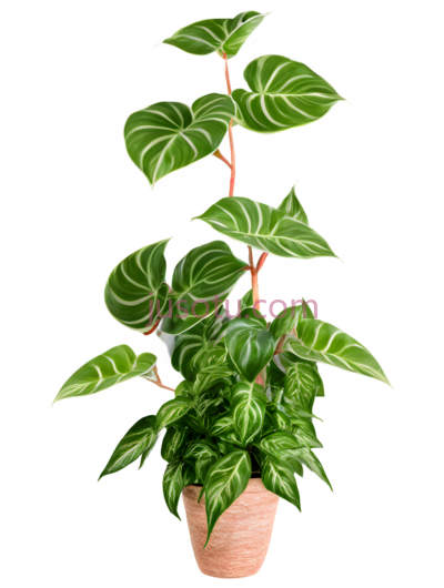 攀爬植物, PNG