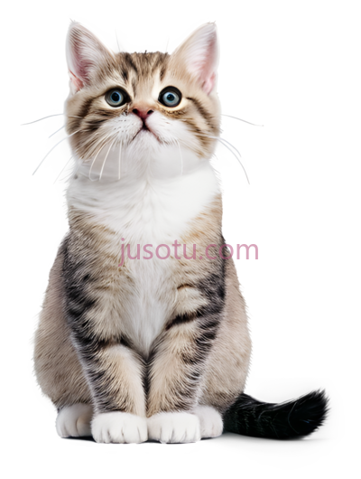 小猫,坐着,棕色,白色, PNG
