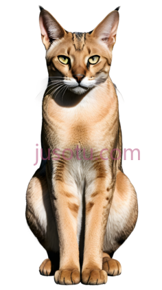 猫,坐姿,棕色PNG