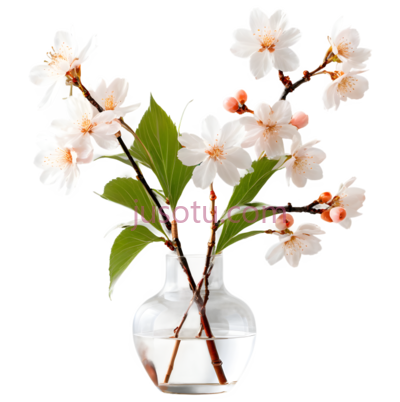 花瓶,樱花, PNG