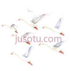 鹅,飞翔,白色PNG
