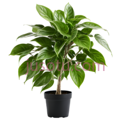 攀爬植物PNG