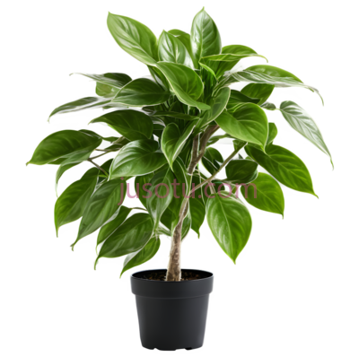 攀爬植物, PNG