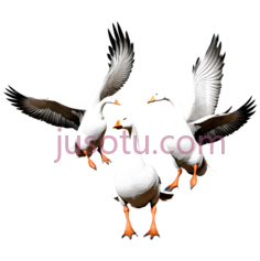 天鹅,卡通,白色PNG