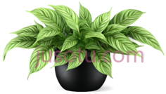 盆栽植物,插画,绿色PNG