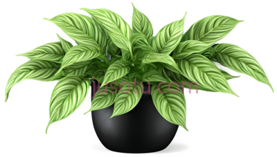 盆栽植物,插画,绿色, PNG
