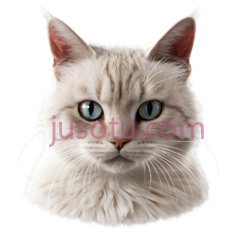 猫,逼真,白色PNG