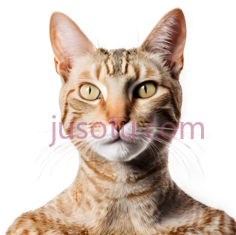 猫,正面照,黄色,黑色PNG