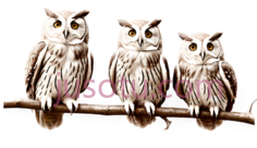 猫头鹰,卡通,白色PNG