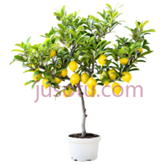 小柠檬树,彩色PNG