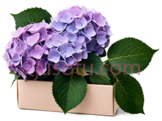 绣球花,自然,紫色,蓝色, PNG
