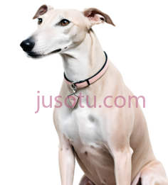 灰狗, PNG