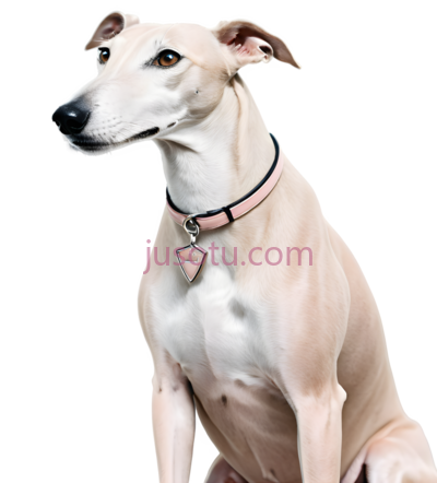灰狗, PNG