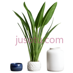 植物,花盆,瓶子,现代,绿色,白色,蓝色PNG