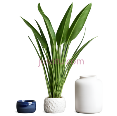 植物,花盆,瓶子,现代,绿色,白色,蓝色, PNG