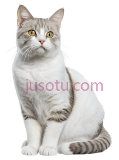 猫,猫咪, PNG