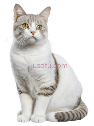 猫,猫咪, PNG