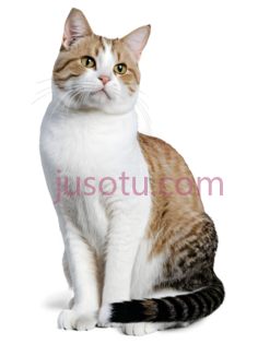 猫,坐着,白色,棕色,黑色PNG